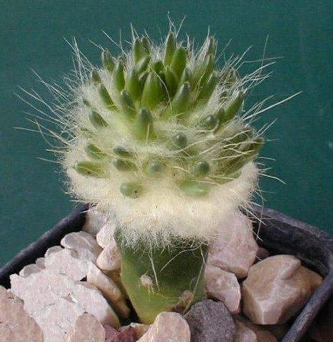 Austrocylindropuntia_malyana