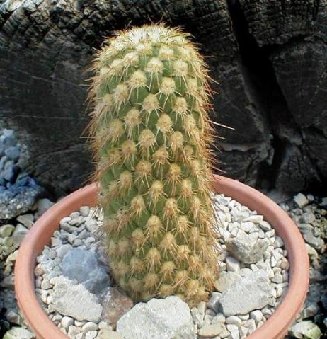 Austrocylindropuntia_pachypus