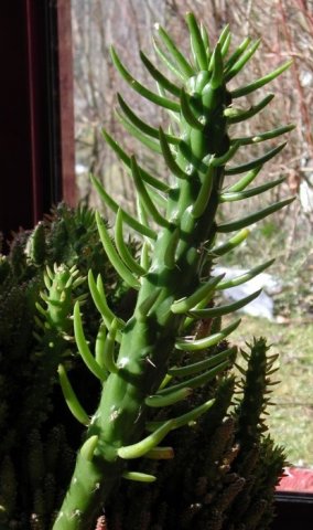 Austrocylindropuntia_subulata