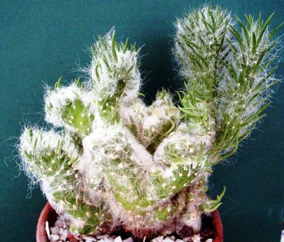 Austrocylindropuntia_vestita_forma_cristata