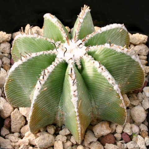 Aztekium_hintonii