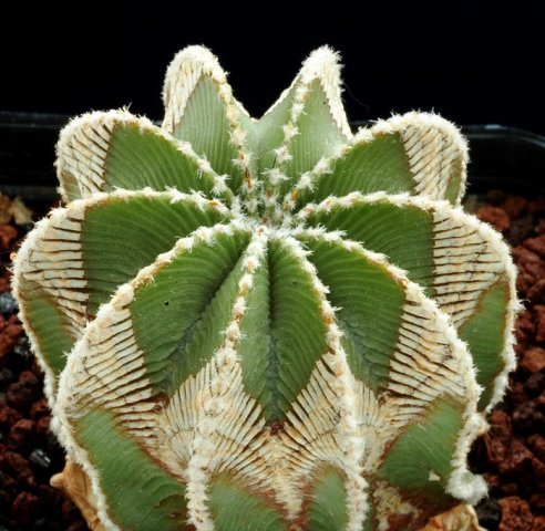 Aztekium_hintonii_1