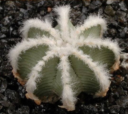 Aztekium_hintonii_2