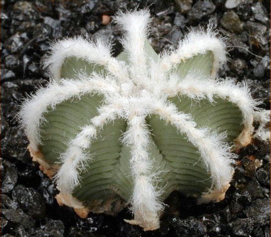 Aztekium_hintonii_3