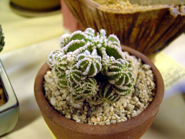 Aztekium_hintonii_4