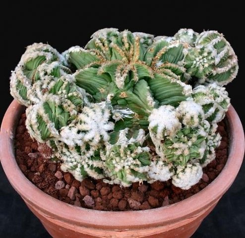 Aztekium_hintonii_monstruosus