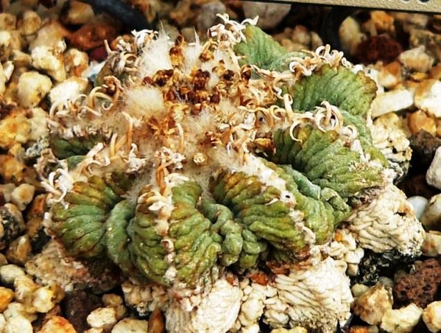 Aztekium_ritteri