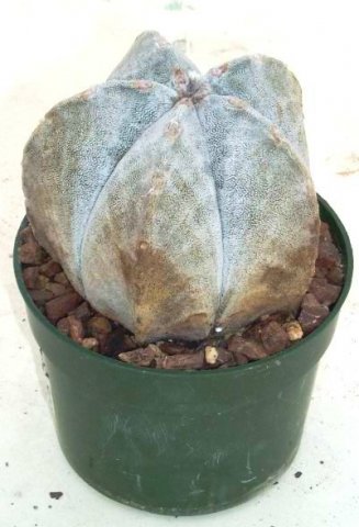 astrophytum_coahuilense