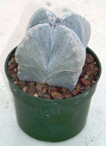 astrophytum_myriostigma_quadricostatum_1