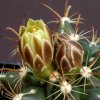 Ancistrocactus_boutons