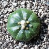 Astrophytum_asterias_2