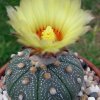 Astrophytum_asterias_5