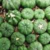 Astrophytum_asterias_Seeigelkaktus