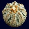 Astrophytum_asterias_cabuto