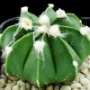 Astrophytum_asterias_capricorne