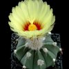 Astrophytum_asterias_capricorne_1