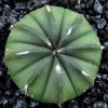 Astrophytum_asterias_nudum