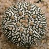 Astrophytum_asterias_super_kabuto_1