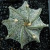 Astrophytum_capricorne