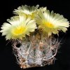 Astrophytum_capricorne_crassispinoides