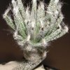 Astrophytum_caput