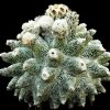 Astrophytum_lotusland