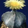 Astrophytum_myriostigma_3