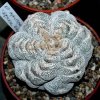 Astrophytum_myriostigma_6