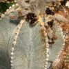 Astrophytum_myriostigma_Hybride_Bischofsmuetze