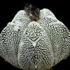 Astrophytum_myriostigma_onzuka_1